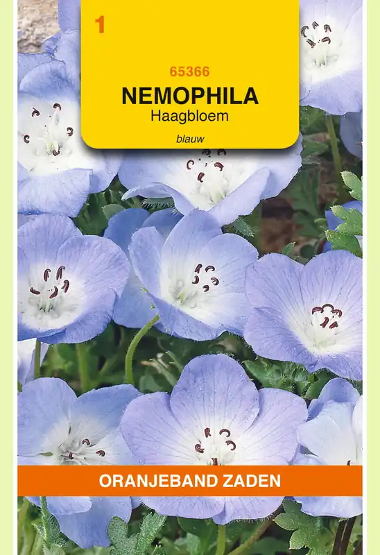Koop vandaag | OBZ Nemophila, Haagbloem, blauw