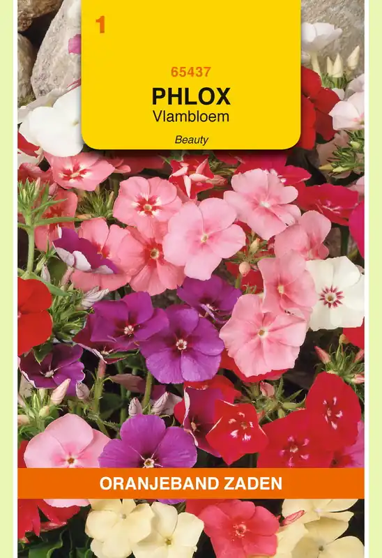 OBZ Phlox, Vlambloem Beauty | Premium