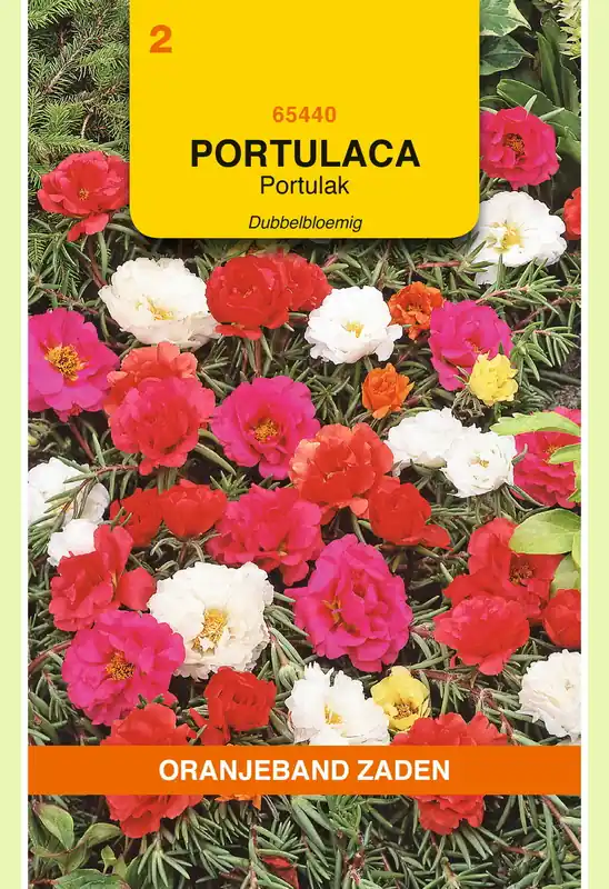 Flitsaanbieding - OBZ Portulaca, Portulak dubbelbloemig gemengd