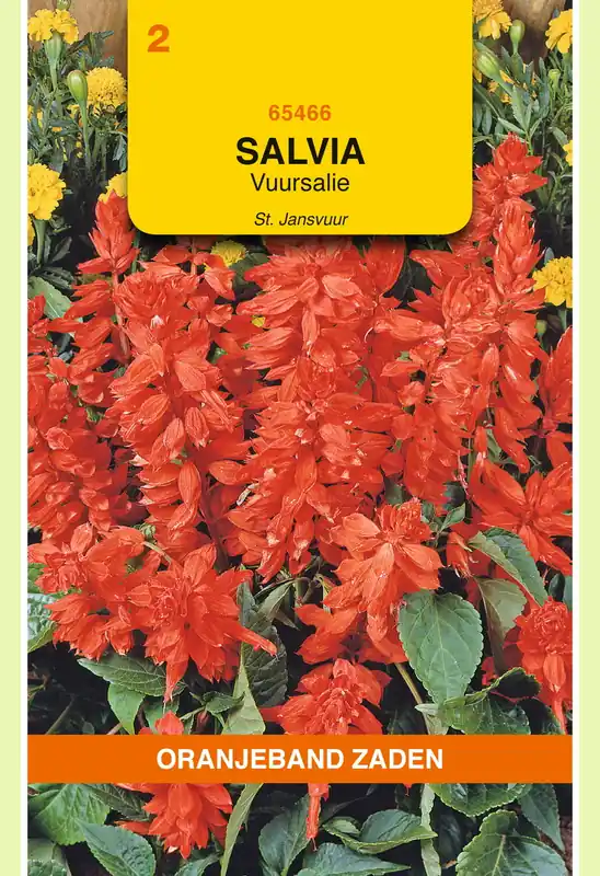 Deal - OBZ Salvia, Vuursalie St Jansvuur