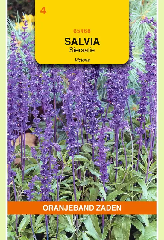 Vanaf nu beschikbaar - OBZ Salvia, Siersalie Victoria donkerblauw