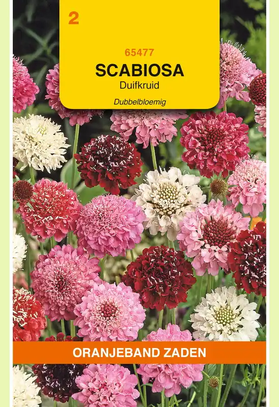 OBZ Scabiosa, Duifkruid dubbelbloemig | Prijs verlaagd