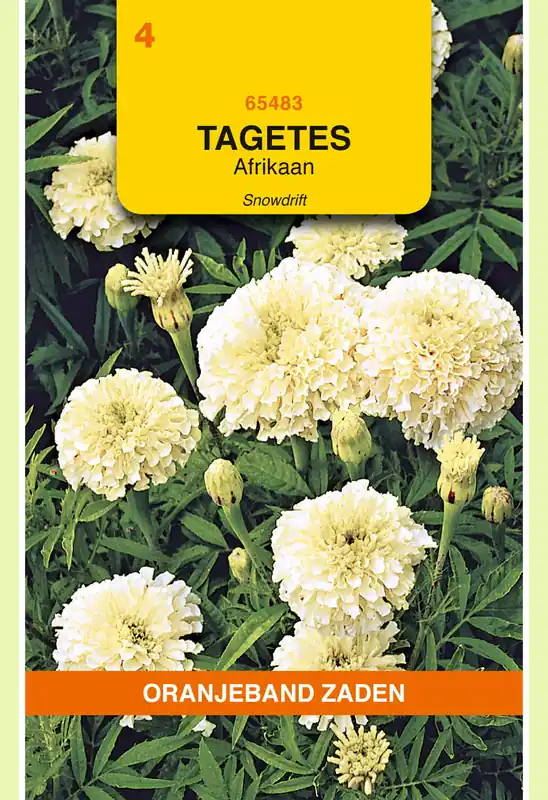 Laatste dagen | OBZ Tagetes, Afrikaan Snowdrift