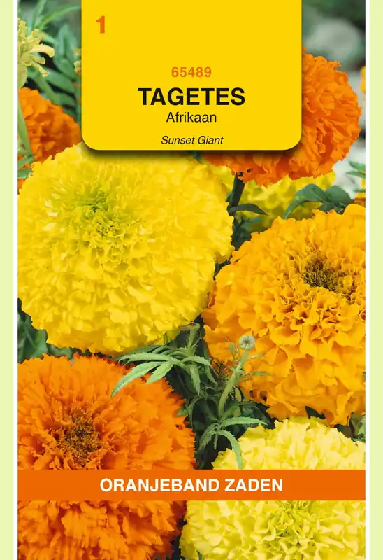 Bestelbaar | OBZ Tagetes, Afrikaan Sunset Giants gemengd