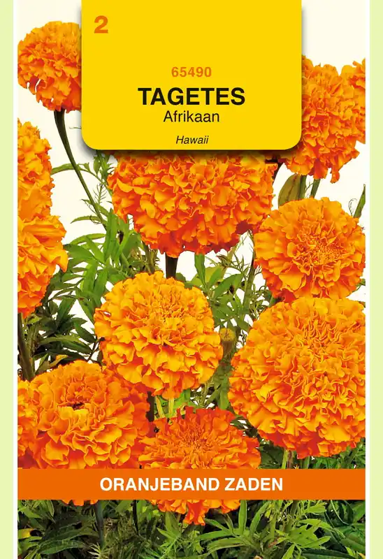 Nog maar een paar beschikbaar - OBZ Tagetes, Afrikaan Hawaii