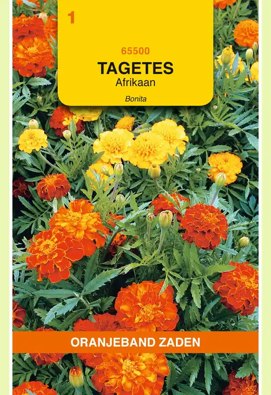 OBZ Tagetes, Afrikaan Bonita gemengd - Topproduct