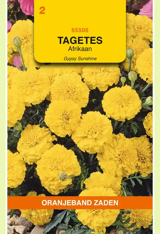 OBZ Tagetes, Afrikaan Gypsy Sunshine | Superprijs