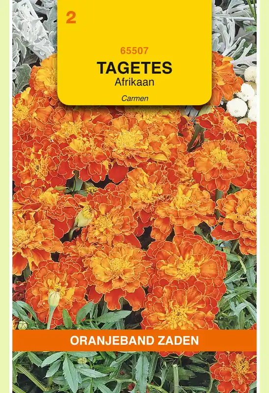 Nu kopen - OBZ Tagetes, Afrikaan Carmen