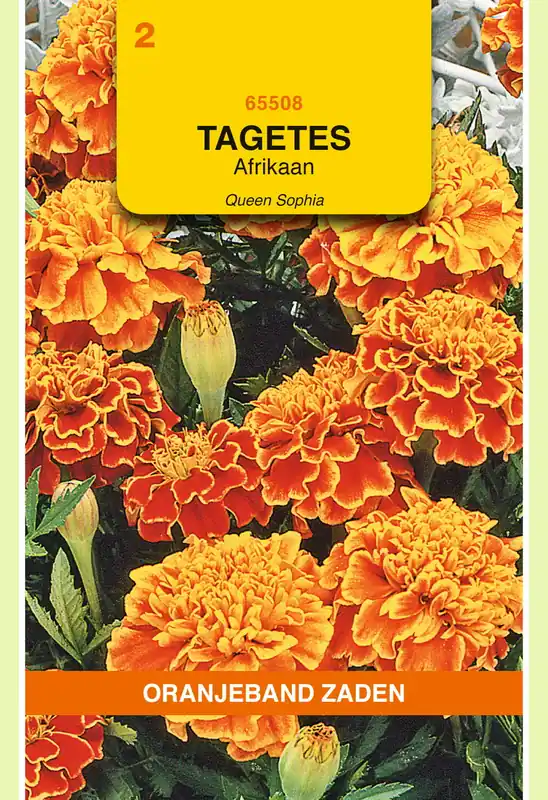 OBZ Tagetes, Afrikaan Bolero (vh Queen Sophia) | Speciale aanbieding