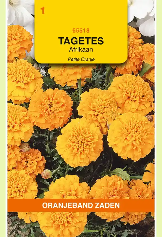 Premium - OBZ Tagetes, Afrikaan Petite Orange
