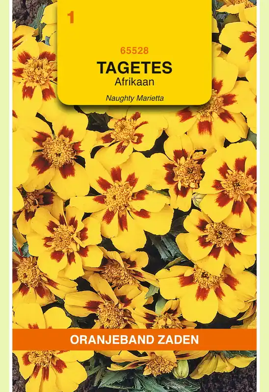 OBZ Tagetes, Afrikaan Naughty Marietta - Fabrieksprijs