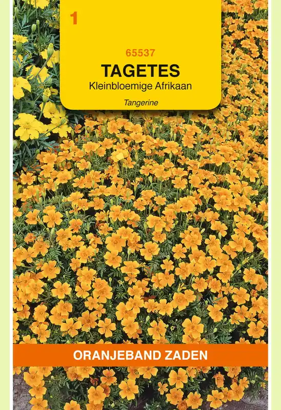 OBZ Tagetes, Afrikaan Pumila kleinbloemig, oranje | Scherpe prijs