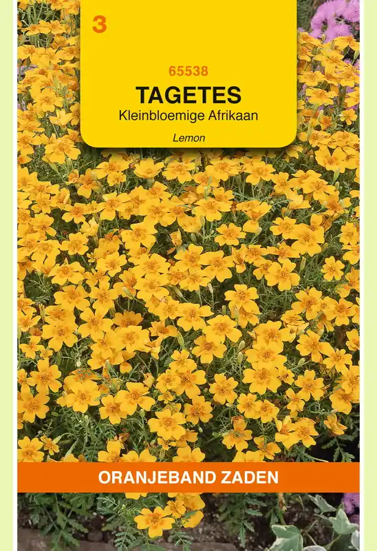OBZ Tagetes, Afrikaan Lemon kleinbloemig, geel - Laatste dagen