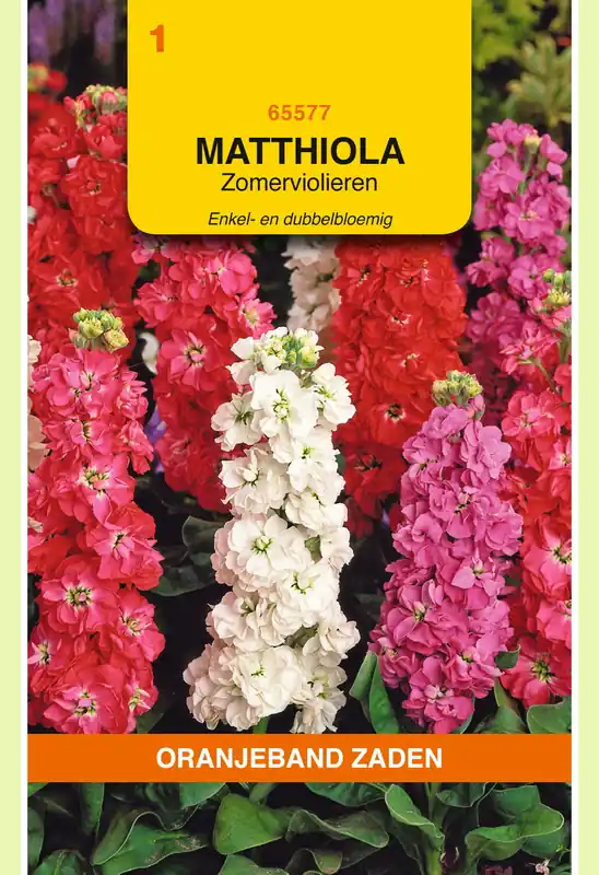 Veilig betalen - OBZ Matthiola, Zomerviolieren enkel- en dubbelbloemig