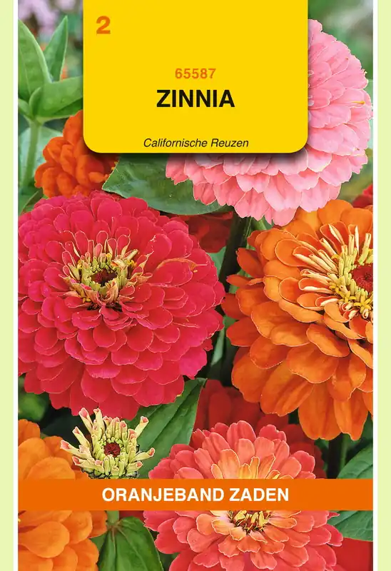 Direct beschikbaar | OBZ Zinnia Californische Reuzen gemengd