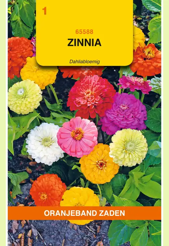 Premiumkwaliteit - OBZ Zinnia Dahliabloemig gemengd