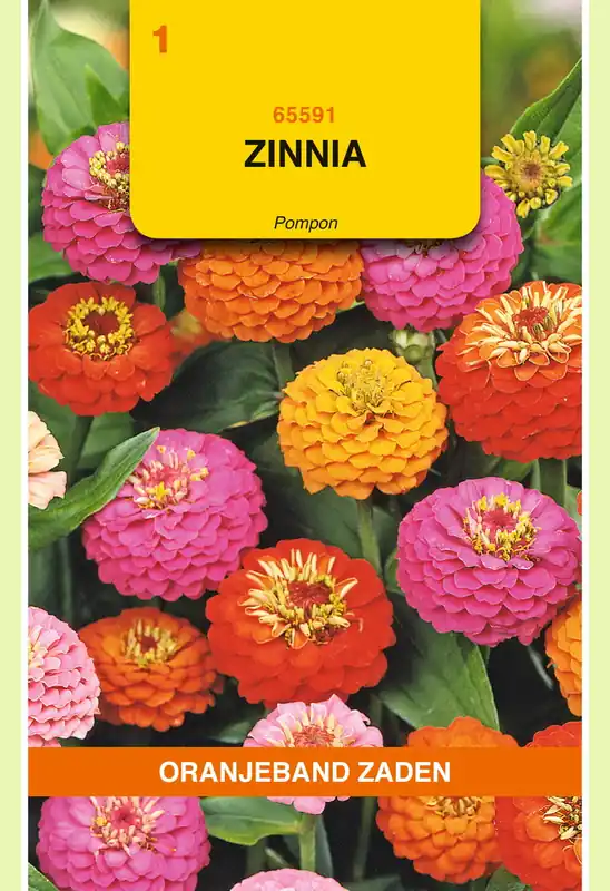 OBZ Zinnia Pompon gemengd - Voordeelprijs