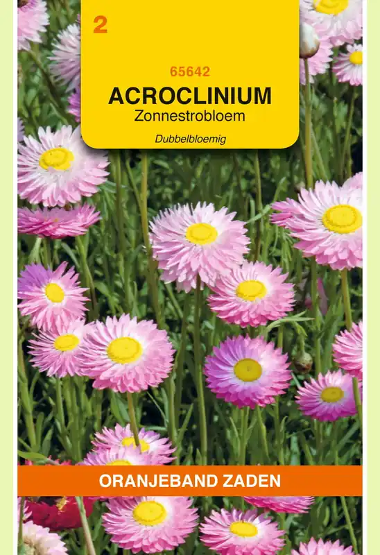OBZ Acroclinium, Zonnestrobloem dubbelbloemig gemengd - Nieuw in het assortiment