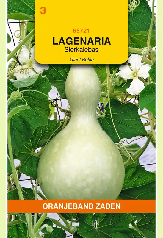 OBZ Lagenaria, Sierkalebas Giant Bottle - Speciale aanbieding