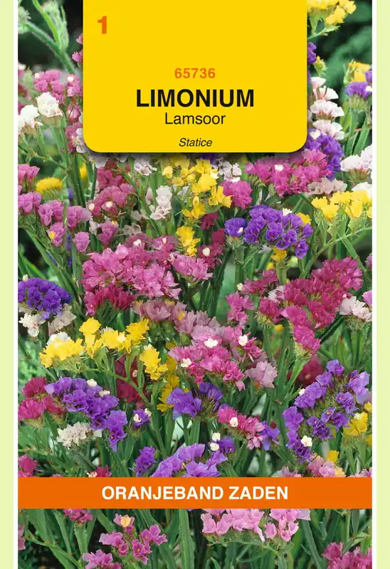 OBZ Limonium, Lamsoor Statice gemengd | Nieuw product