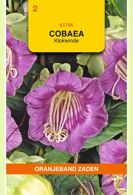 OBZ Cobaea, Klokwinde Violet - Erg populair