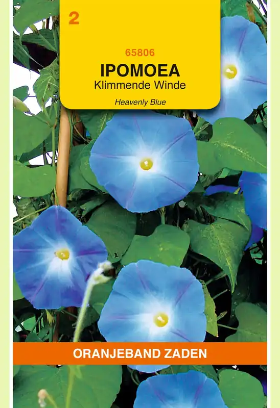 OBZ Ipomoea, Klimmende Winde Heavenly Blue | Snelle verzending