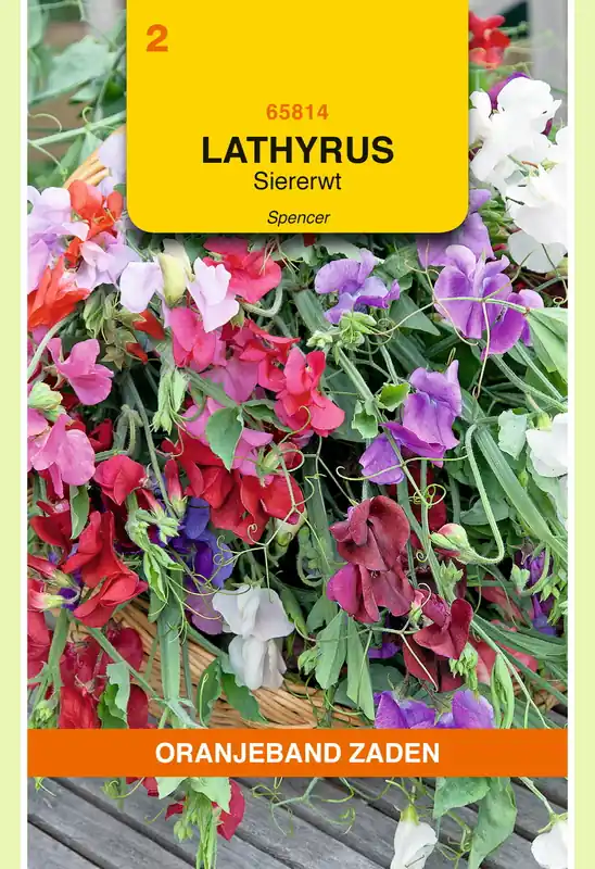 OBZ Lathyrus, Reuk- of siererwt Spencer gemengd - Aanbieding