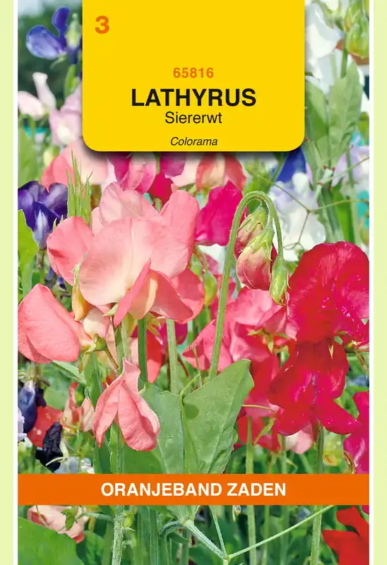 Speciale deal - OBZ Lathyrus, Reuk- of siererwt Colorama gemengd