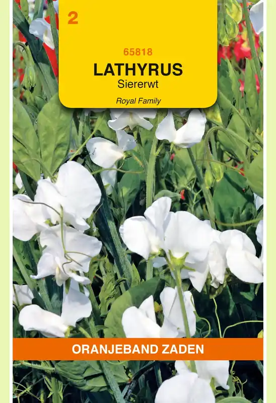 Laatste stuks - OBZ Lathyrus, Reuk- of siererwt Royal, wit
