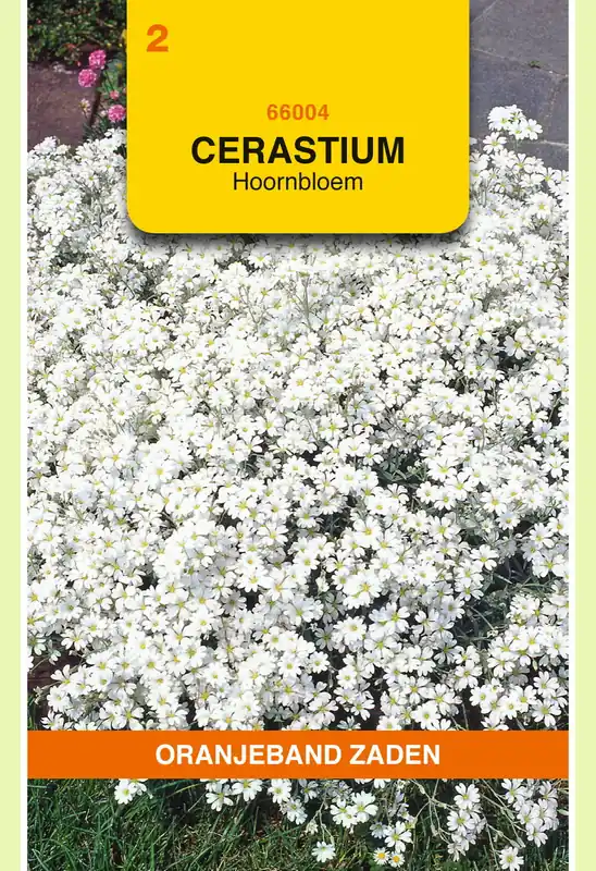 OBZ Cerastium, Hoornbloem, wit - Tijdelijke actie