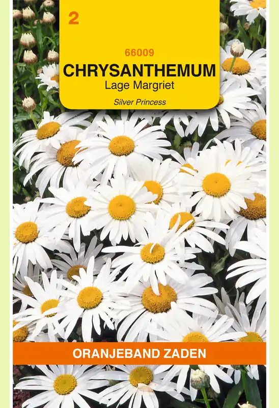 OBZ Chrysanthemum, Lage Margriet Silver Princess - Professionele kwaliteit