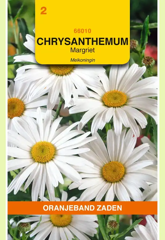 OBZ Chrysanthemum, Margriet Meikoningin | Erg populair