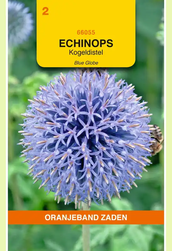 Premium - OBZ Echinops, Kogeldistel Blue Globe