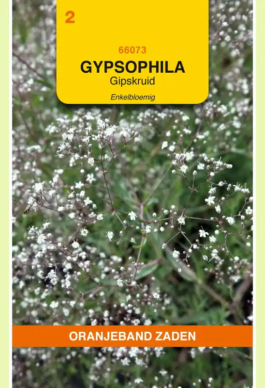 OBZ Gypsophila, Gipskruid enkelbloemig wit | Alleen vandaag