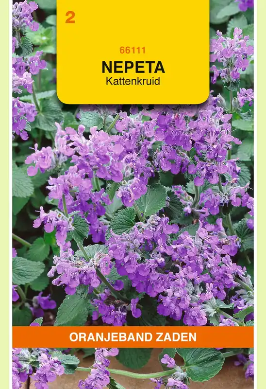 OBZ Nepeta, Kattenkruid - Direct van de fabrikant