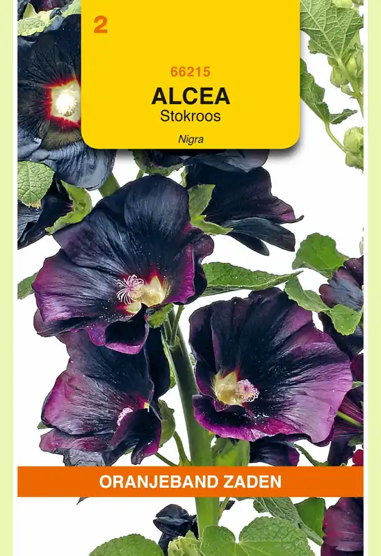 OBZ Althaea (Alcaea), Stokroos Nigra | Actieprijs