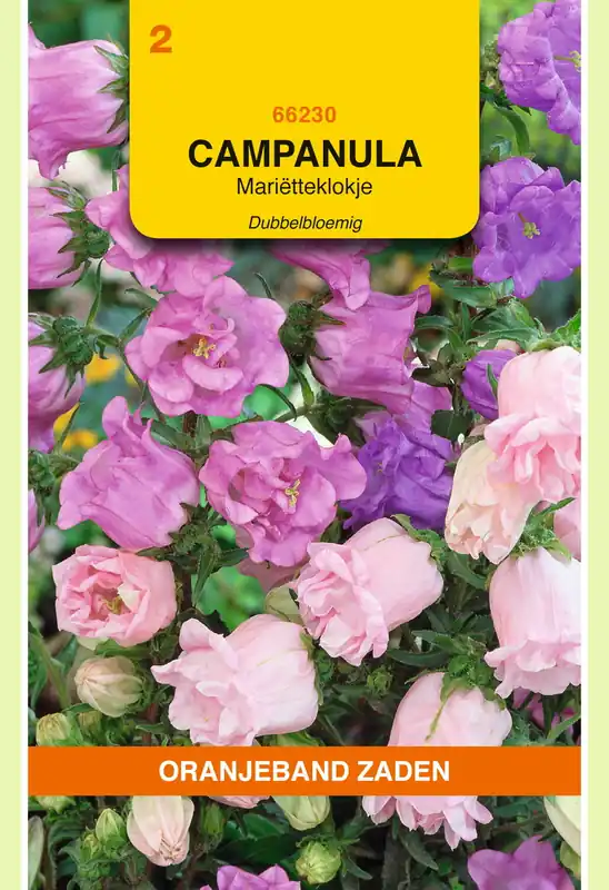 Direct bestellen - OBZ Campanula, Mariëtteklokje dubbelbloemig gemengd