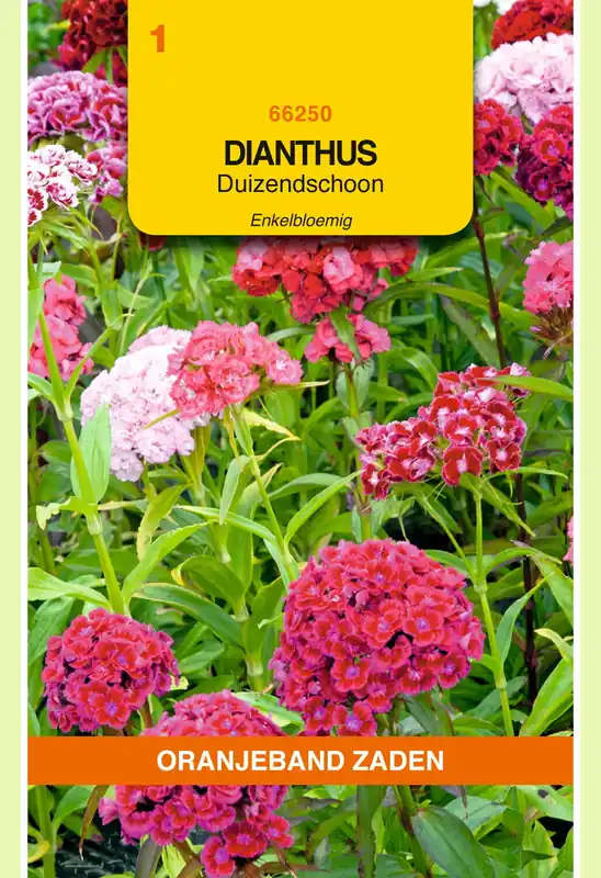 OBZ Dianthus, Duizendschoon enkelbloemig gemengd | Flitsaanbieding