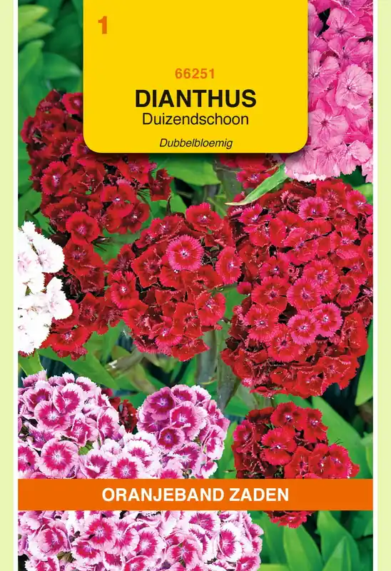 OBZ Dianthus, Duizendschoon dubbelbloemig gemengd | Nieuw in de shop
