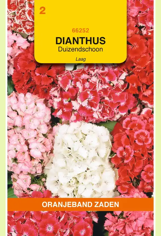 Outlet | OBZ Dianthus, Duizendschoon gemengd laag