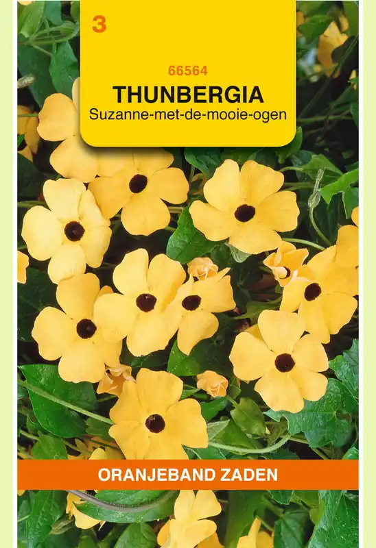 OBZ Thunbergia, Suzanne-met-de-mooie-ogen - Nu beschikbaar