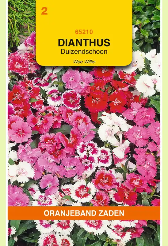 OBZ Dianthus, Duizendschoon Wee Willie gemengd | Nieuw