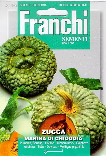 Tijdelijk aanbod - Fr Pompoen, Zucca marina di Chioggia 145/2