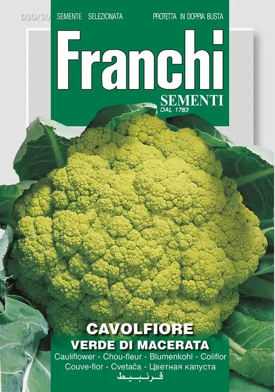 Fr Bloemkool, Cavolfiore Verde de Macerata 30/30 | Nog enkele stuks