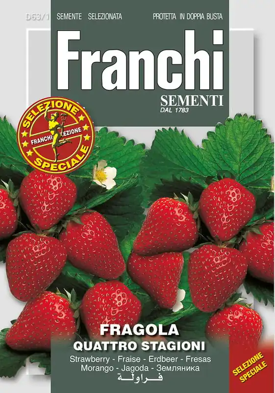 Fr Aardbei Fragola Quatro stagioni 63/1 | Lage prijs