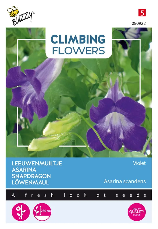 Buzzy® Climbing Flowers, Asarina Violet | Op voorraad