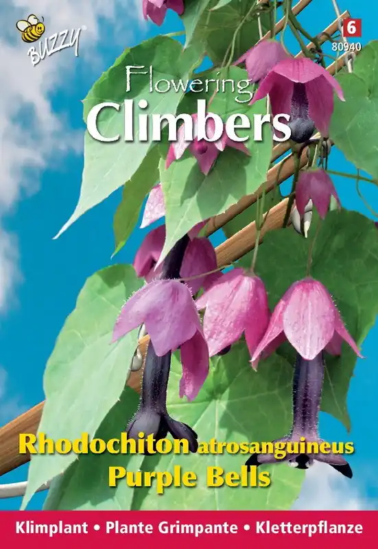 Buzzy® Climbing Flowers, Rhodochiton, Purple Bells | Snelle levering