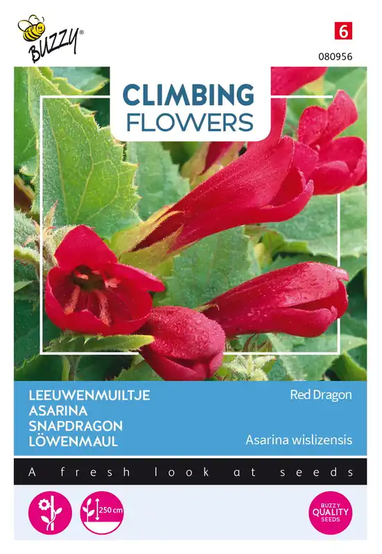 Buzzy® Climbing Flowers, Asarina, Leeuwenmuiltje Red Dragon - Fabrieksprijs