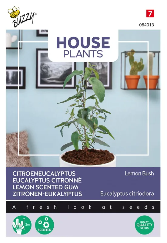 Mis het niet - Buzzy® House Plants Eucalypthus, Lemon Bush