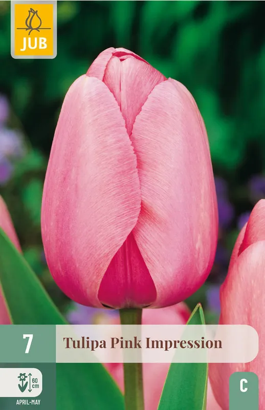 Klantfavoriet | JUB X 7 Tulipa Pink Impression
